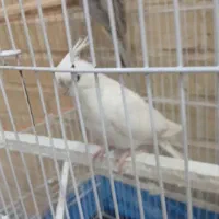 گمشده جوجه داره