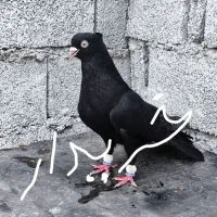 سیاه آبادانی ماده