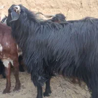 پاچن چاق چاق برای قربانی محلی