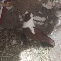 ککیلی|پرنده|اردبیل, |دیوار