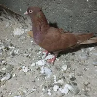 کفتر پرشی