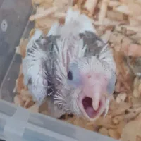 جوجه طوطی سرلاکی|پرنده|کرج, عظیمیه|دیوار