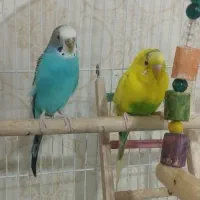 سه عدد مرغ عشق با قفس