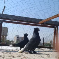 کفتر دمب سفید|پرنده|شیراز, دباغ خانه|دیوار