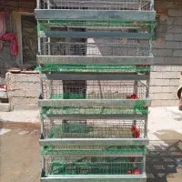 قفس بلدرچین