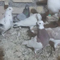 کفتر پرشی|پرنده|زبرخان, |دیوار