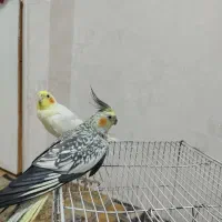عروس هلندی نر ماده فروشی|پرنده|اشتهارد, |دیوار