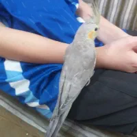 جوجه عروس هلندی خوشگل و دستی