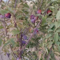 زمین کارزان|فروش زمین و ملک کلنگی|کارزان, |دیوار