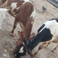 گوساله ماده چاق|حیوانات مزرعه|دالاهو, |دیوار