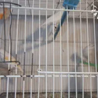 عروس  قناری|پرنده|مشهد, نیزه|دیوار