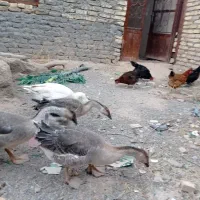 غاز|حیوانات مزرعه|مشهد, درابد امام|دیوار