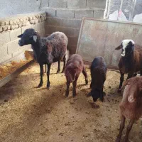 گوسفند|حیوانات مزرعه|نگین شهر, |دیوار