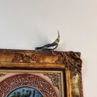 عروس هلندی ،نر ،بسیار سالم|پرنده|کرج, فاز ۱ مهرشهر|دیوار