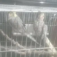 عروس هلندی|پرنده|ابهر, |دیوار