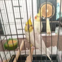 عروس هلندی نر و ماده لوتینو