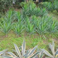 فروش گلهای فضای باز