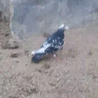 قره سار سور نر