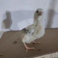 جوجه لاری  خروس و مرغ لاری تخم مرغ نطفه دار لاری