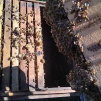 زنبور عسل شمال