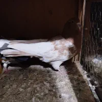 کبوتر مالچه