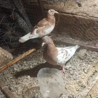 کفتر|پرنده|بردسکن, |دیوار
