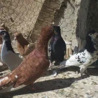 دسته کبوتر بهبهانی و شهری|پرنده|شیراز, نصر|دیوار