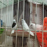 فنچ بنگالی طوطی کوتوله