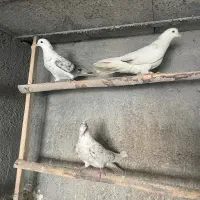 سه عدد کبوتر