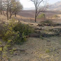 خرید انواع چوب|خدمات باغبانی و درختکاری|بوکان, |دیوار