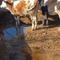 ۳ راس تلیسه جنس بالا پای کل داشتی گاو گوساله|حیوانات مزرعه|گمیشان, |دیوار