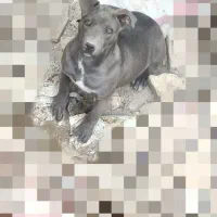 توله پیتبول|سگ|رباطکریم, الارد|دیوار