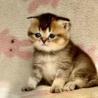 گربه بریتیش بلک گلد