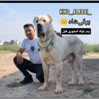 توله آلابای اصیل|سگ|آق قلا, |دیوار
