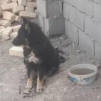 واگذاری تولع سگ ماده،پنج ماه گرگی