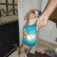 سگ پاکوتاه با ادب