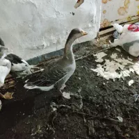 سه عدد غاز|حیوانات مزرعه|آبادان, |دیوار