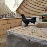 کبوتر دم چتری جوان