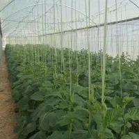 اجازه  7کله  گلخانه با  آب  شیرین