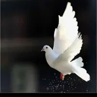 کبوتر پیدا شده