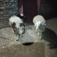 فروش دو عدد بره ماده|حیوانات مزرعه|گلپایگان, |دیوار