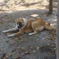 حیوانات|سگ|مینودشت, |دیوار