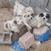 چهار تا سگ پا کوتاه خوشگل