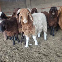 هترو گوسفند بره قوچ دوقلوزا