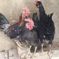 خروس گلین ۱۰ماهه جوان سالم واکسن خورده