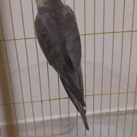 عروس هلندی