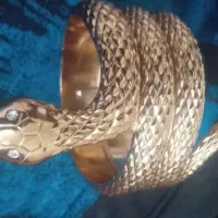 تک دست یا النگو پهن یا دست بند شکل مار رنگ ثابت