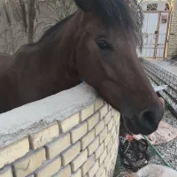 اسب|اسب و تجهیزات اسب‌سواری|کوشکنار, |دیوار