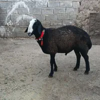 قوچ شالی ۳شیره