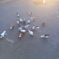 ۱۸ عدد پرشی همه نر کبوتر بوم